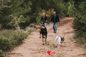 Walking dogs in woods